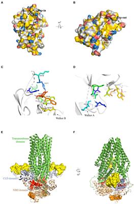 Investigations on the substrate binding sites of hemolysin B, an ABC transporter, of a type 1 secretion system